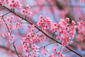 Soft focus, beautiful Wild Himalayan Cherry blossom, Prunus cerasoides in Thailand,