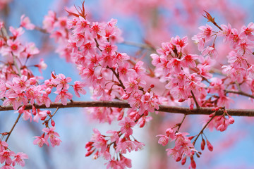 Soft focus, beautiful Wild Himalayan Cherry blossom, Prunus cerasoides in Thailand,