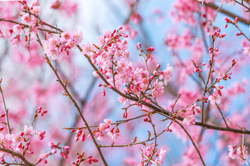 Soft focus, beautiful Wild Himalayan Cherry blossom, Prunus cerasoides in Thailand,