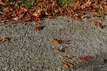 Brown leaves sit on a path in a park