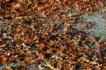 Brown autumn leaves lie on the ground