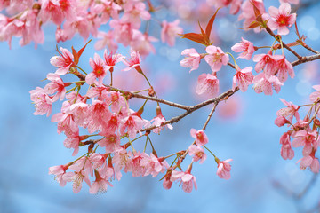 Soft focus, beautiful Wild Himalayan Cherry blossom, Prunus cerasoides in Thailand,