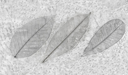 The leaf imprint on the cement floor background