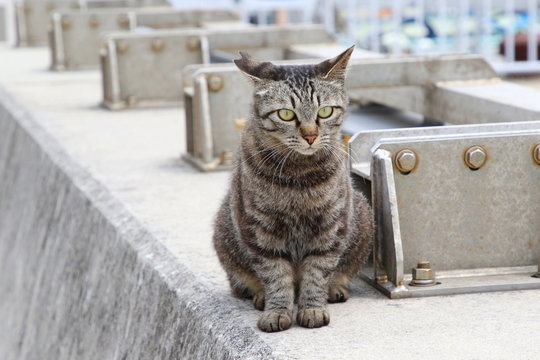 港に暮らす猫