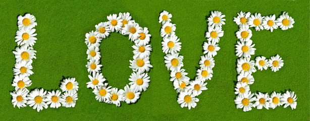 Word love stacked from natural garden daisy flowers on green grass lawn background in bright summer sunny day. Colorful Wide angle panorama for for decoration of natural flower Wallpaper or Web banner