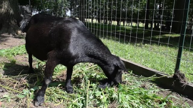 Goat Munching on Grass