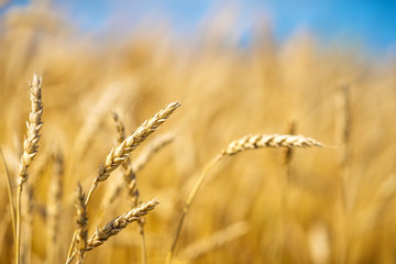 Fototapeta premium Close up of wheat ears. Golden wheat field over blue sky at sunny day.