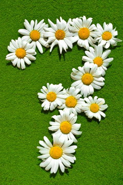 igure in the shape of digit Seven 7 stacked from natural garden daisy flowers with white petal on green grass lawn background in bright summer sunny day