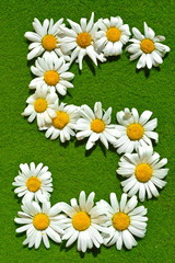 Figure in the shape of digit five 5 stacked from natural garden daisy flowers with white petal on green grass lawn background in bright summer sunny day