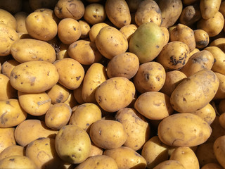 Pile or stack of fresh and ripe potatoes