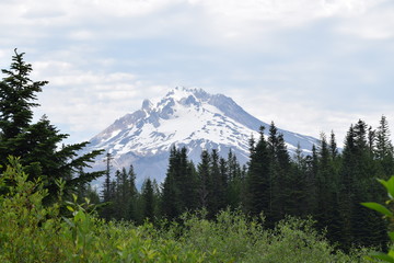 Views of Mt Hood, Oregon, surrounded by foliage and trees on a summer day in the wilderness