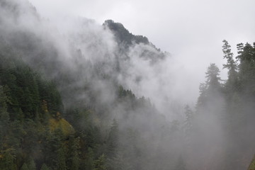 Foggy trees and mountains of a Pacific Northwest forest