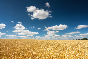 Naklejka premium Rural landscape with golden wheat field over blue sky at sunny day.
