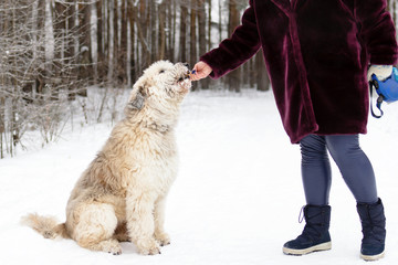 Feeding dog by owner hand. South Russian Shepherd Dog for a walk in wintertime.