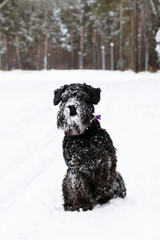 Portrait of black miniature schnauzer on a background of winter coniferous forest.