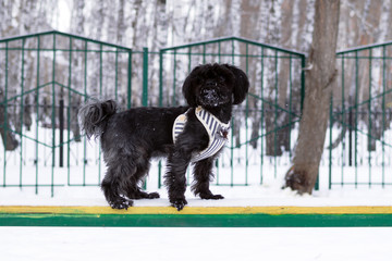 Black Russian colored lap dog phenotype on a training ground at wintertime.