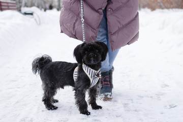Black Russian colored lap dog phenotype with its owner at wintertime.