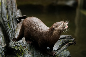 Otter at feeding time in Australia