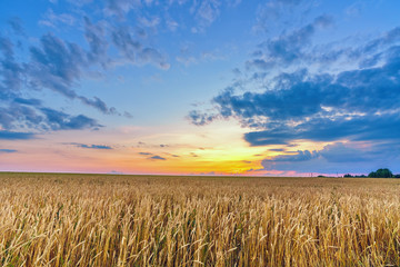 Naklejka premium Sunset above the wheat field in european countryside