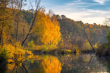 Fototapeta na wymiar Bright trees in the autumn forest reflecting in a river