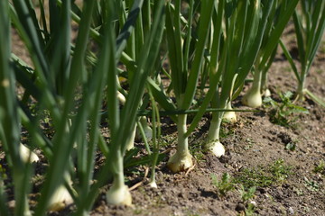 Obraz premium 玉ねぎ