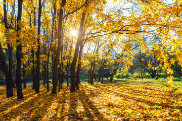 Sunny autumn landscape with golden trees and blue sky in a city park