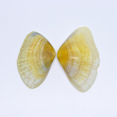 A pair of shells found on the beach