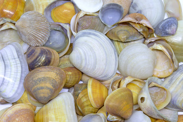 Background of several shells found on the beach