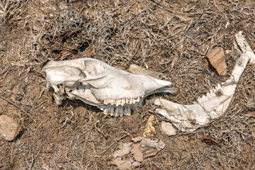 Naklejka premium animal skull in drought disaster land