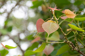 Bodhi leaves isolated on White background or Peepal Leaf from the Bodhi tree, Sacred Tree for  Buddhist