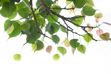 Bodhi leaves isolated on White background or Peepal Leaf from the Bodhi tree, Sacred Tree for  Buddhist