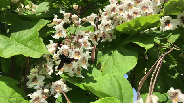 Meloe violaceus Meloid beetle collecting pollen and nectar on a Catalpa bignonioides Indian bean tree terrific white blossom during great summer day nice weather pollinating insects allergy introducet