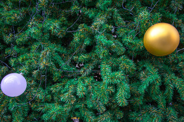 Obraz na płótnie Canvas Decoration of Christmas tree with hanging blue and gold ball.