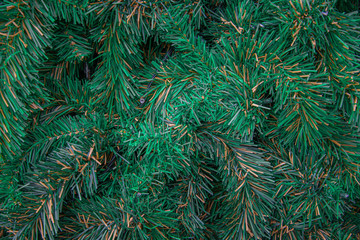 Closeup Christmas tree branch texture.