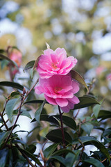 Pink Camellia tree blossoms and leaves in spring