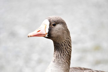 A closeup of Greater Front-Whited Goose. Burnaby Lake BC Canada
