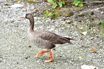 A closeup of Greater Front-Whited Goose. Burnaby Lake BC Canada