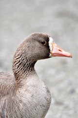 A closeup of Greater Front-Whited Goose. Burnaby Lake BC Canada