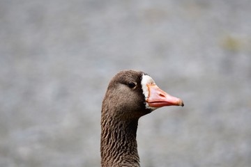A closeup of Greater Front-Whited Goose. Burnaby Lake BC Canada