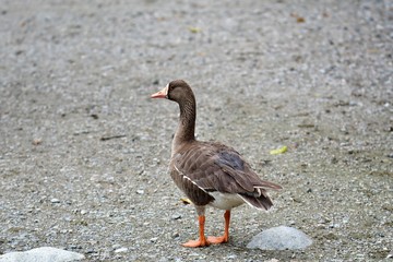 A closeup of Greater Front-Whited Goose. Burnaby Lake BC Canada