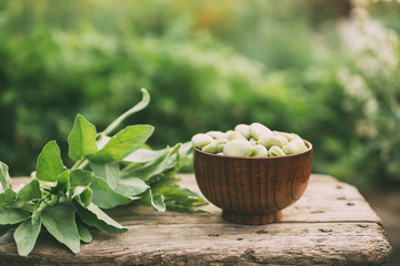 Broad beans or fava beans in a bowl in the garden. - obrazy, fototapety, plakaty