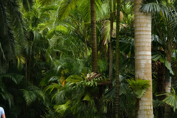 Tropical palm leaves, floral pattern background