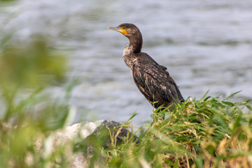 Portrait eines hungrigen Kormorans der Fische fangen will und am Ufer eines Flusses lauert