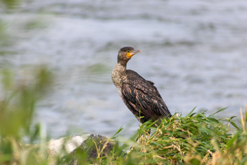 Portrait eines hungrigen Kormorans der Fische fangen will und am Ufer eines Flusses lauert