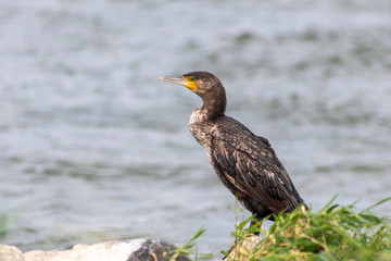 Portrait eines hungrigen Kormorans der Fische fangen will und am Ufer eines Flusses lauert