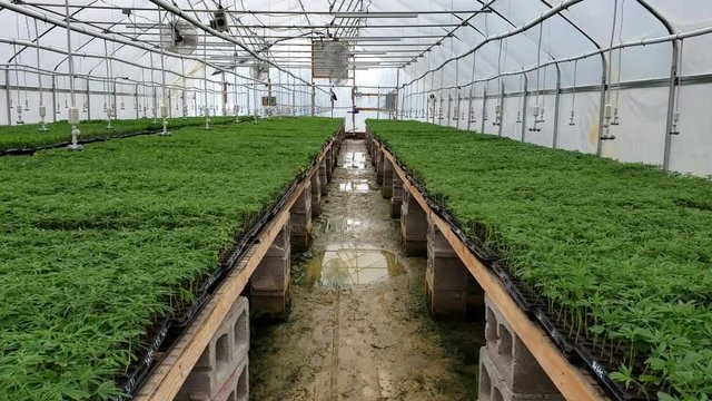Rows of young hemp plants called clones growing in a huge commercial greenhouse. Legalization of hemp growing in the United States. Commercial production of CBD oil and hemp products.