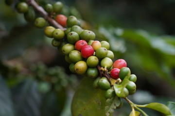 Coffee plantation in Da Lat , Vietnam
