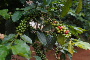 Coffee plantation in Da Lat , Vietnam