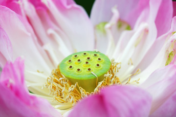 close up of beautiful lotus flower.