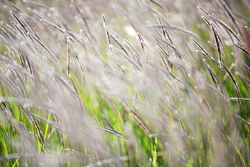 close up of white reeds grass background